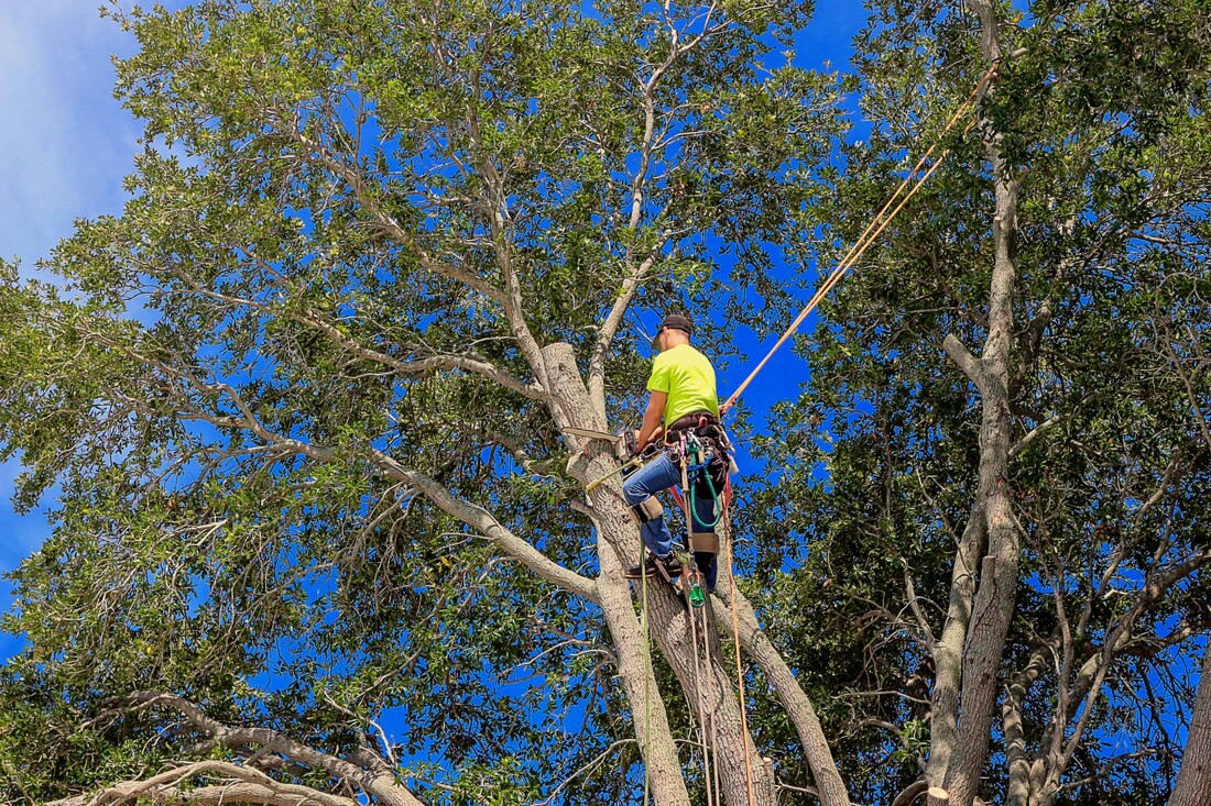 Man in Tree Cutting with Chainsaw